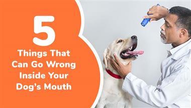common mouth problems in dogs