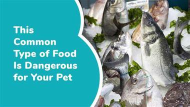 fish based pet foods