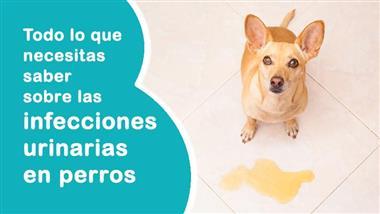 infecciones urinarias en perros