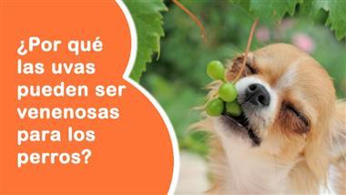 son las uvas toxicas para los perros