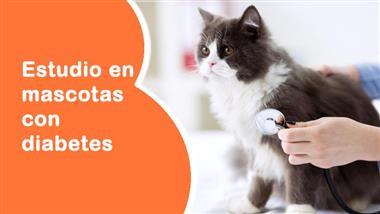 tratamiento de diabetes en mascotas
