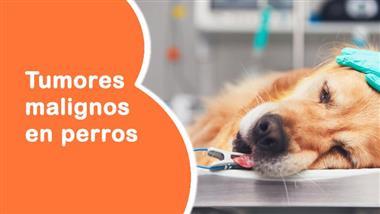 cancer tumores malignos en perros
