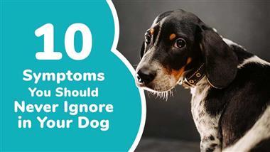 10 Symptoms You Should Never Ignore in Your Dog