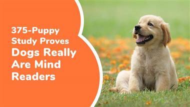 dogs understand our body language