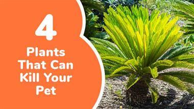 plants that can kill your pet