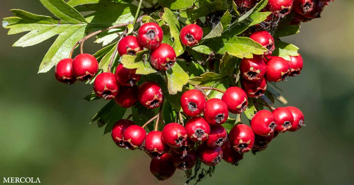 Hawthorn Berries Can Benefit Your Heart Liver And Skin Mimicnews