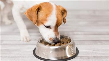contaminacion por aflatoxinas en alimentos para mascotas