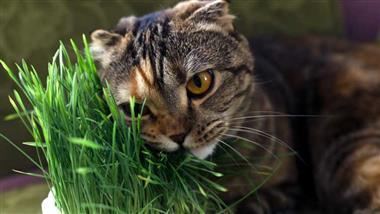 gatitos y hierba gatera