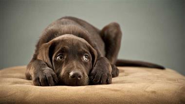epidemia de miedo y ansiedad en perros