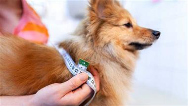 diabetes en perros