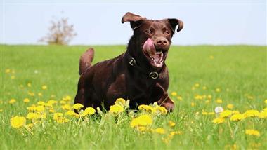 terapia de reemplazo hormonal dogosterone para perros