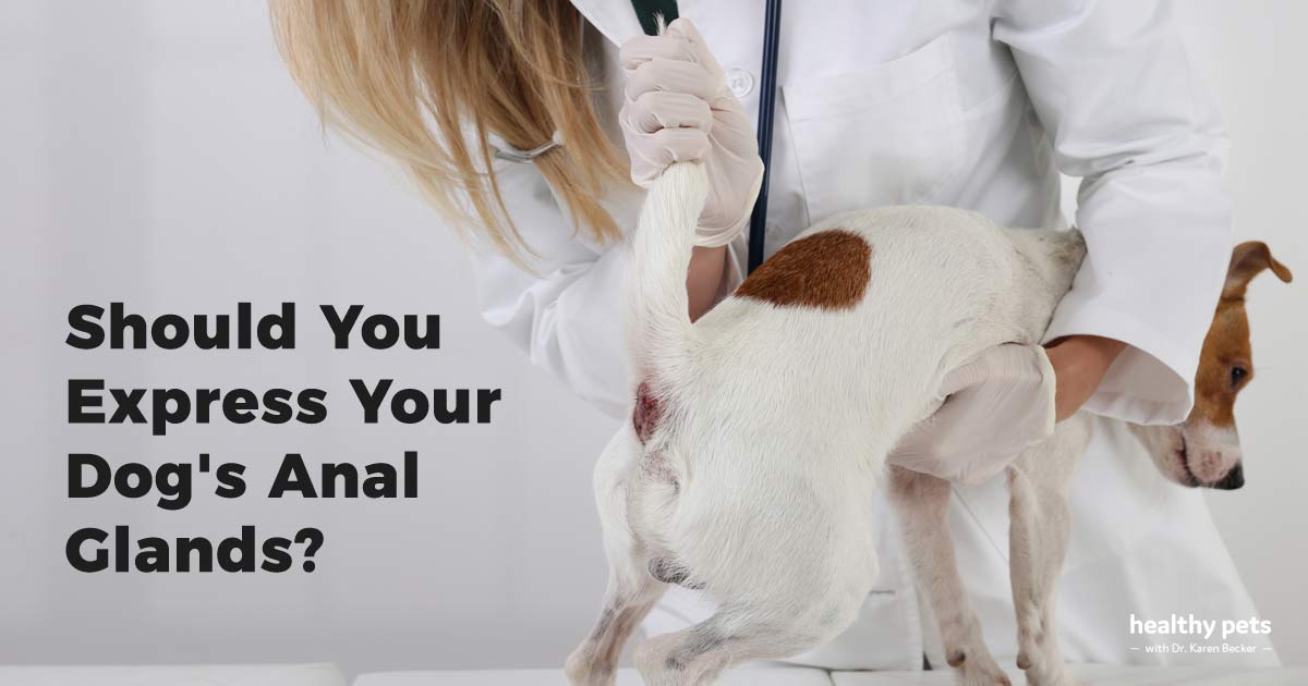 Should You Express Your Dog's Anal Glands?