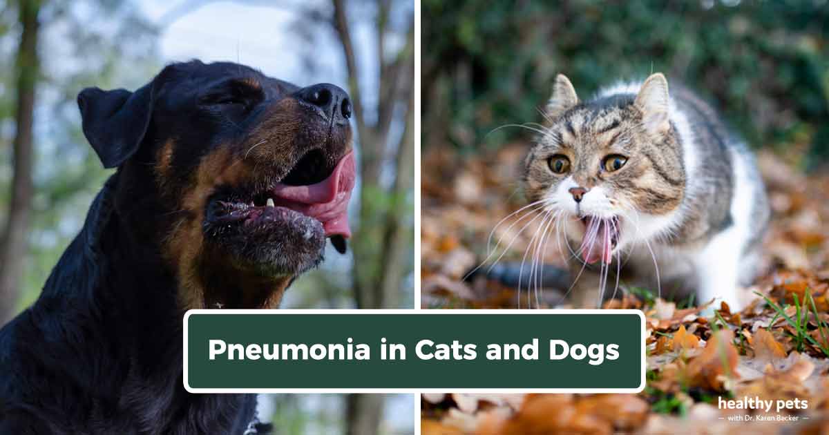 healthypets.mercola.com