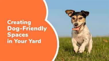 how to make a dog friendly yard
