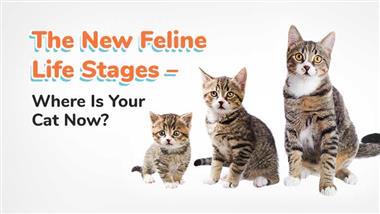 feline life stages