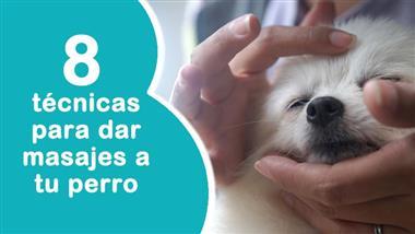 terapia de masajes para perros
