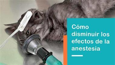 anestesia canina