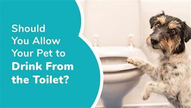 can pets drink toilet water