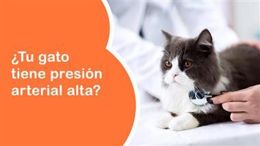 presión arterial en gatos