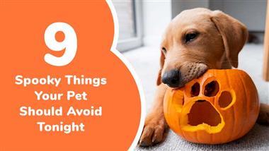 halloween pet safety