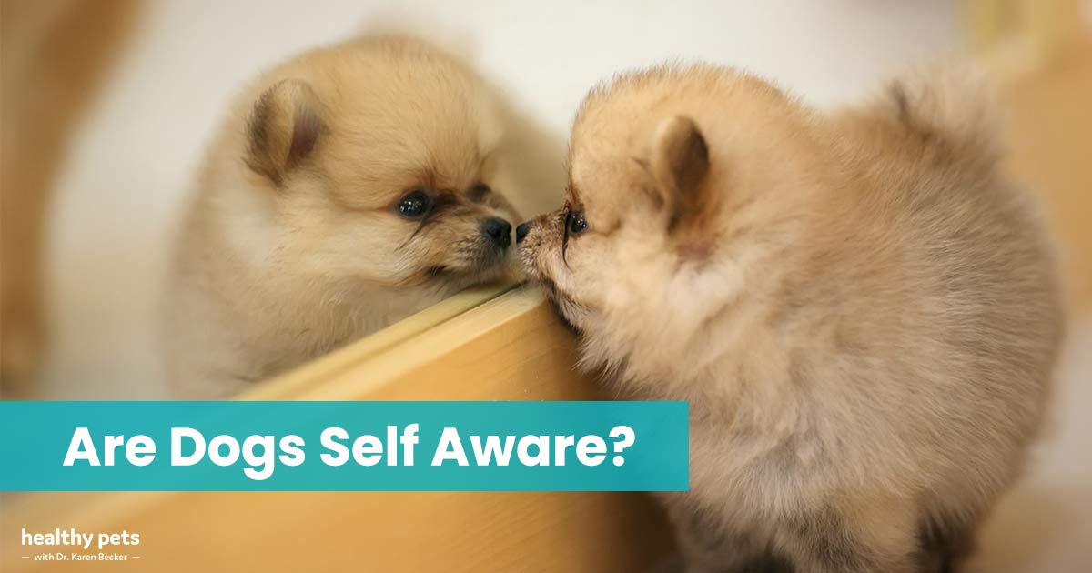 Is Your Dog Self-Aware?