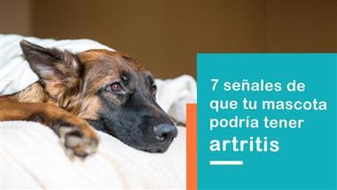 signos de artritis en mascotas
