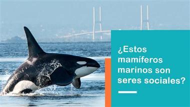 orcas son seres sociales