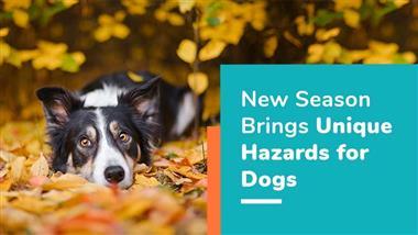 fall hazards for dogs