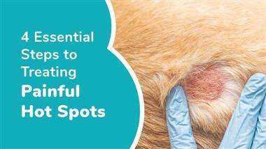 how to treat hot spots on dogs