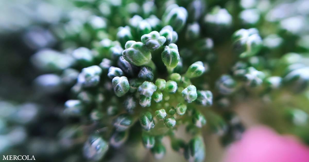 This Vegetable Stalks Disease and Tumors Like a Guard Dog