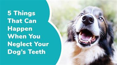 dog dental health problems