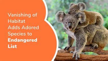 koalas listed as endangered species