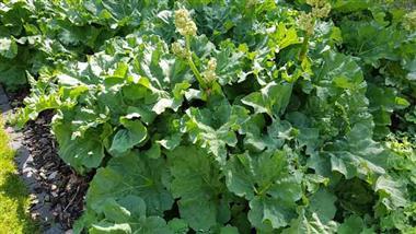 rhubarb compound emodin and colon disease
