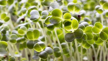 El brócoli ofrece numerosos beneficios para la salud