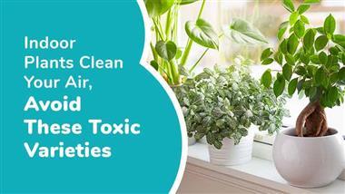 toxic indoor plants for pets