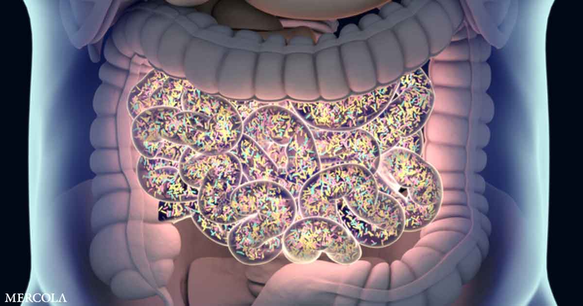 How Gut Bacteria Influence Your Metabolism