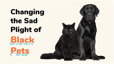 changing the sad plight of black pets