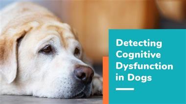 detecting cognitive dysfunction in dogs