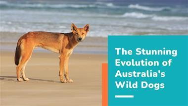 dingo Australia's wild dog