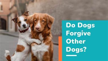do dogs forgive easy