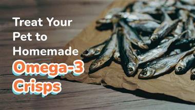 homemade sardine treats for pets