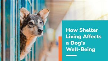 shelter dogs cortisol levels