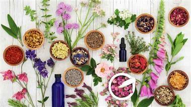 top ten herbs for health
