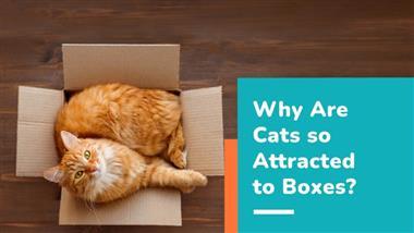 why do cat love boxes