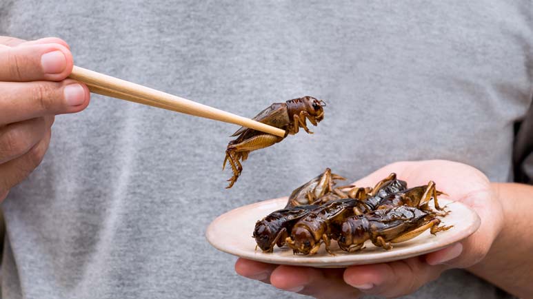 Globalistische Kabale fördern die Ernährung von Käfern – und Kannibalismus