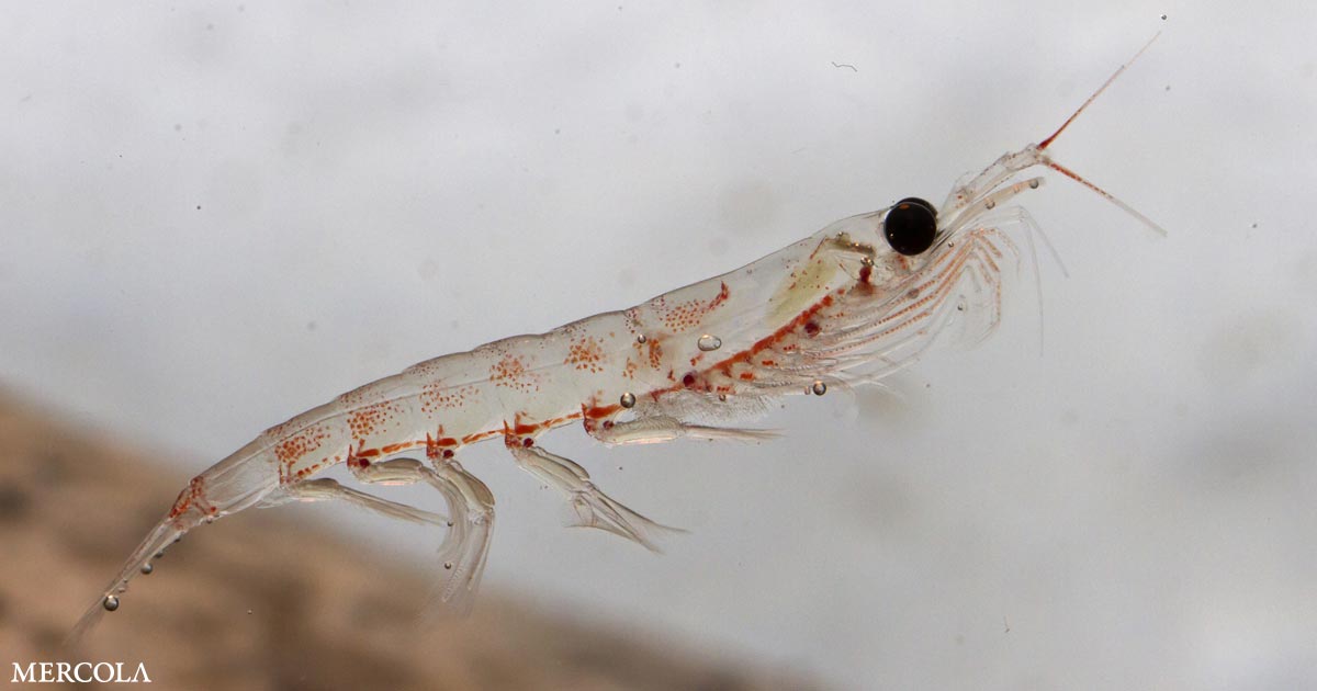 Krill Oil Offers Protection for Several Hallmarks of Aging