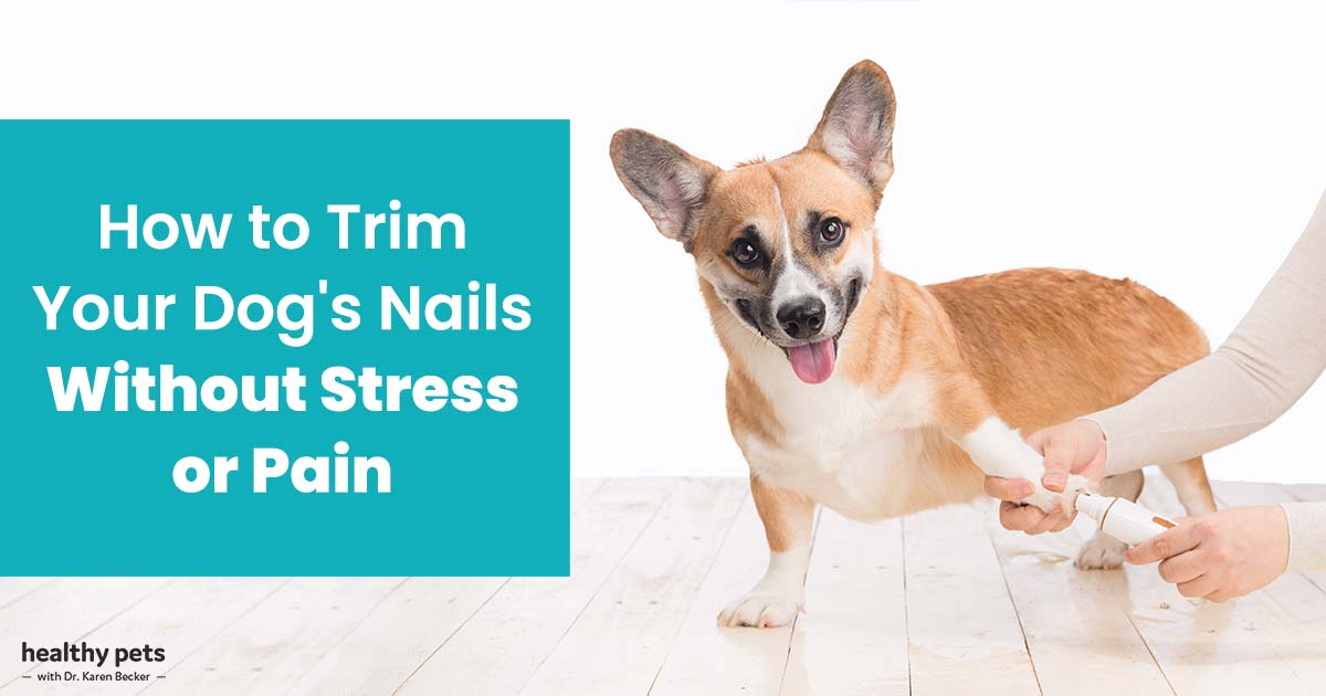 How to Trim Your Dog's Nails Without Stress or Pain