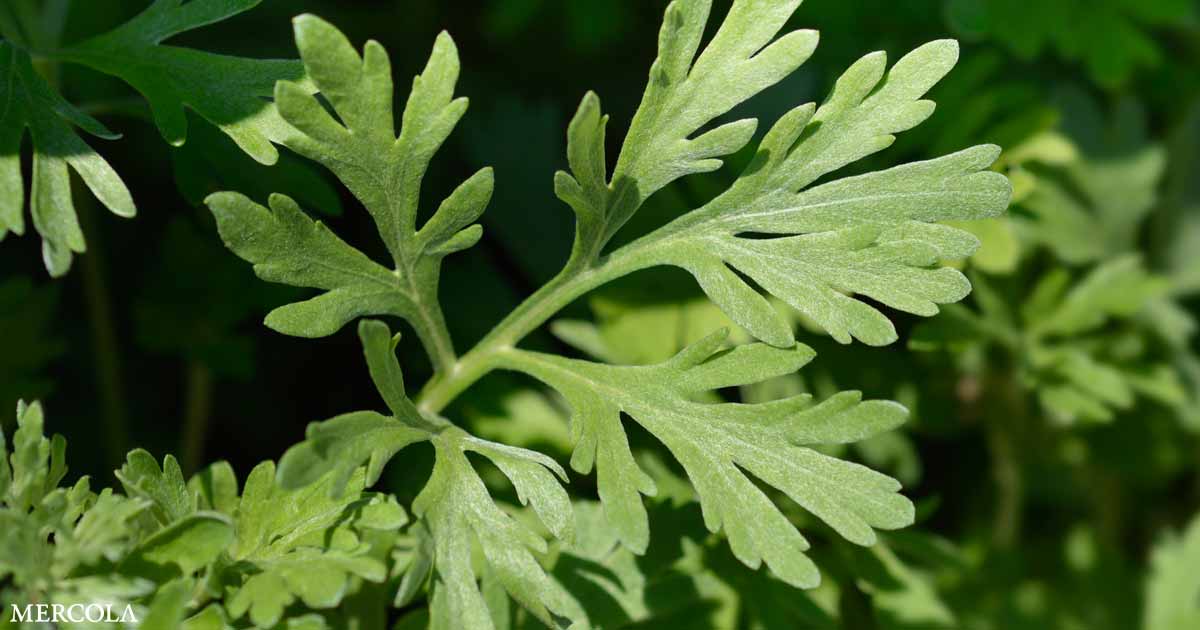 Sweet Wormwood Again Shows Effectiveness Against COVID-19