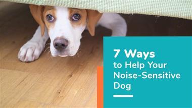 7 ways to help your noise sensitive dog