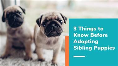 adopting sibling puppies